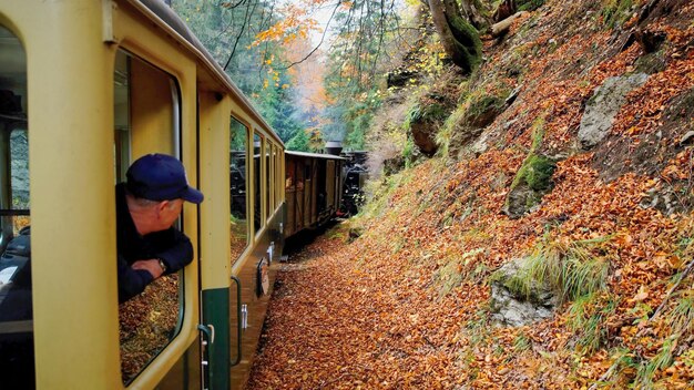 El pasajero se inclinó por la ventana del tren a vapor Mocanita, Rumania