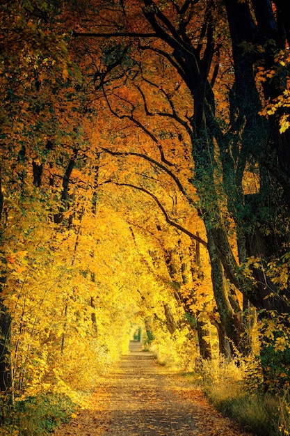 Foto gratuita pasarela entre árbol amarillo