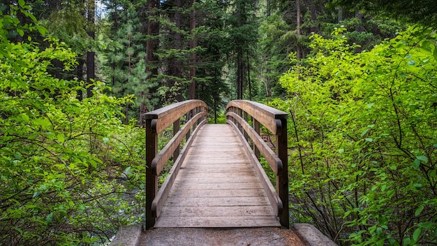 Foto gratuita pasarela en el bosque