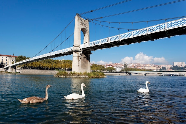 Pasarela y cisne