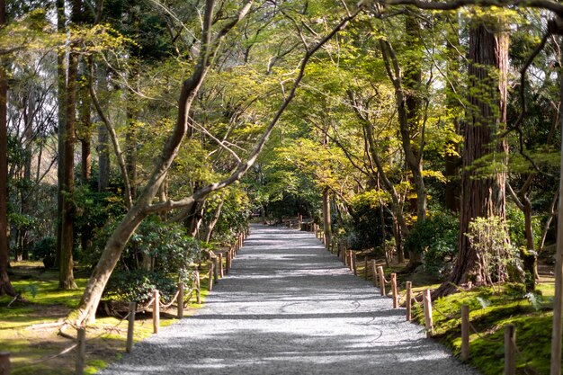 pasarela en jardin y bosque