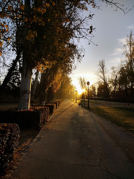 Pasarela a través de muchos árboles uno al lado del otro en el parque.