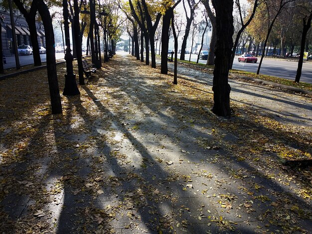 Pasarela a través de muchos árboles alrededor del parque durante el día.