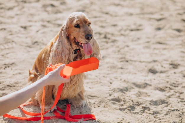 Foto gratuita paseador de mascotas dando un paseo con cocker spaniel