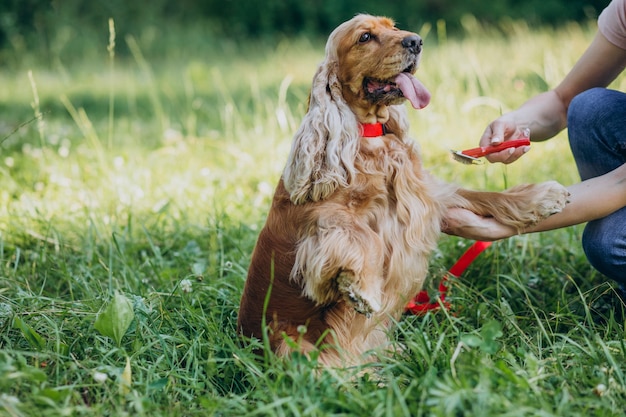 Paseador de mascotas dando un paseo con cocker spaniel