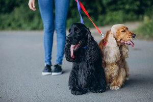 Foto gratis paseador de mascotas dando un paseo con perros cocker spaniel