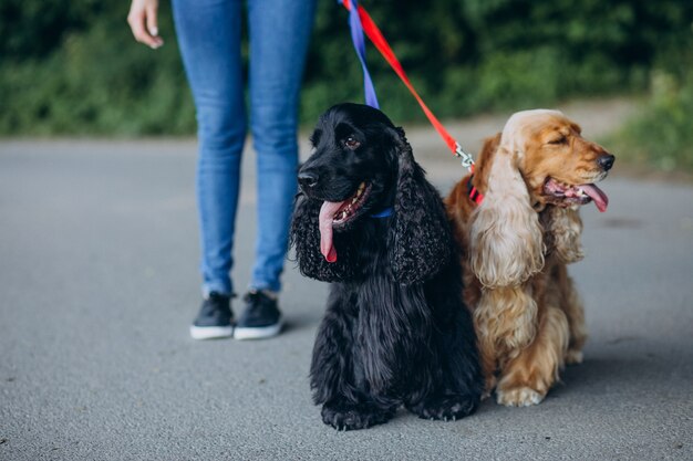 Paseador de mascotas dando un paseo con perros cocker spaniel