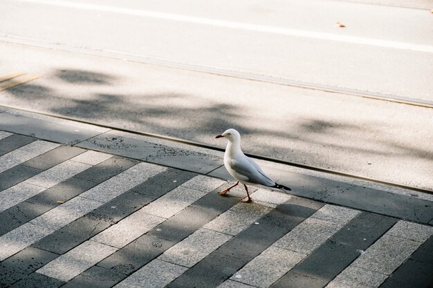 paseo de aves en el camino