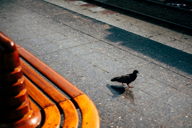 Foto gratuita paseo de aves en público