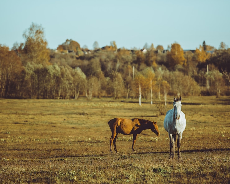 Foto gratuito paseo a caballo