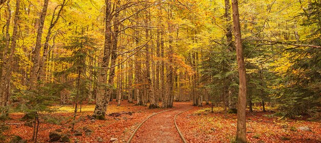 Paseo mágico por el bosque pirenaico