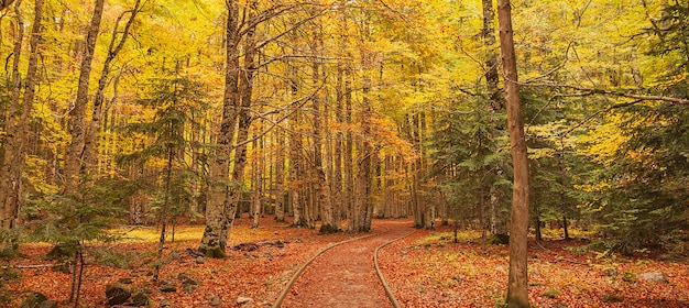 Paseo mágico por el bosque pirenaico