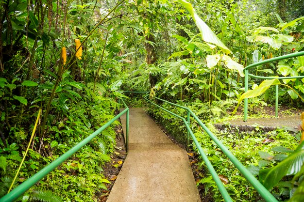 Paseo marítimo vacío en la exuberante selva natural