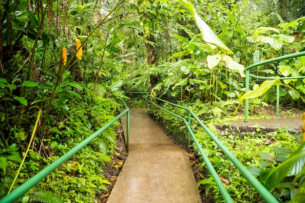 Paseo marítimo vacío en la exuberante selva natural