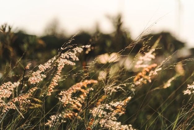 Pasto silvestre creciendo en la naturaleza.