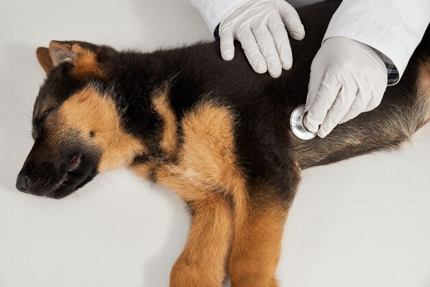 Pastor alemán acostado veterinario usando fonendoscopio