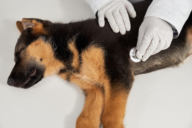 Pastor alemán acostado veterinario usando fonendoscopio