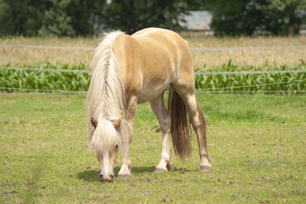 Pastoreo de caballos en un campo