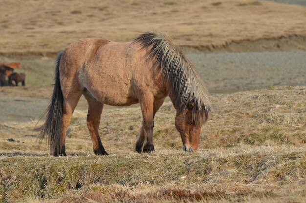 Pastoreo pony islandés a principios de verano.