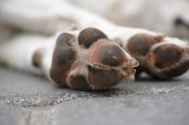 Foto gratuita patas de perro en la calle