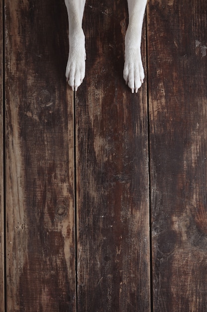 Patas de perro en la mesa de madera cepillada vintage antiguo, vista superior.