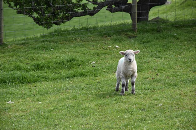 Patio de granja con un pequeño cordero blanco parado.