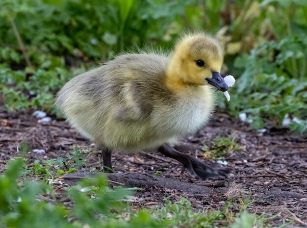 Patito en un jardín