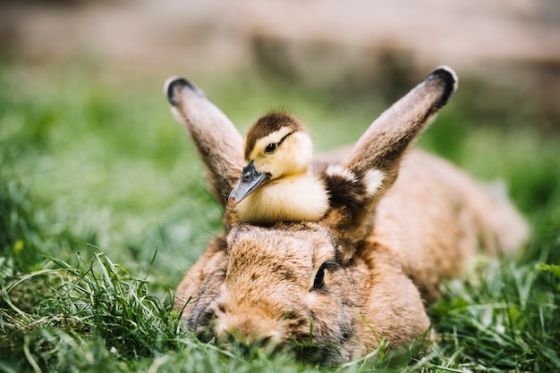 Patito Mallard sentado sobre la cabeza de liebre sobre hierba verde