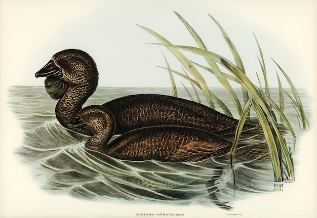 Pato almizclero (Biziura lobata) ilustrado por Elizabeth Gould