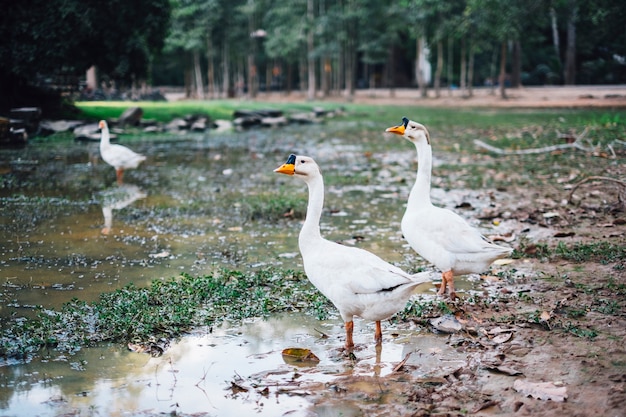 Foto gratuita pato en el barro