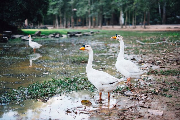 pato en el barro