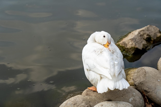 Pato blanco durmiendo en la orilla del lago con la cabeza en la espalda