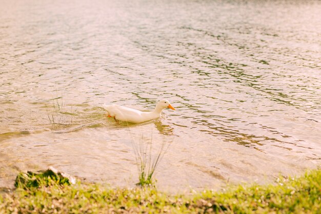 Pato blanco nadando en el río en un día soleado