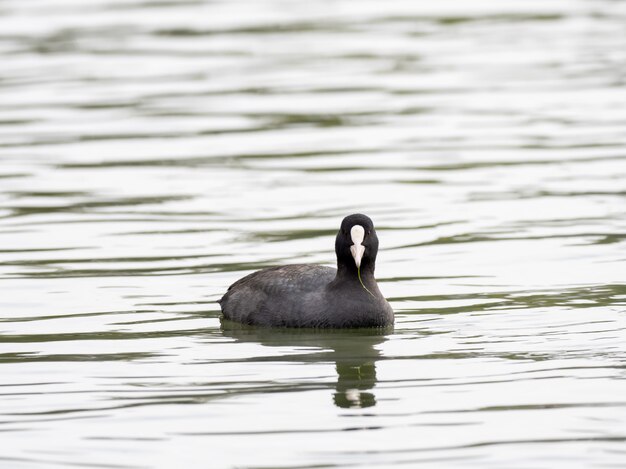 Pato blanco y negro con ojos expresivos en el lago observando sus alrededores.