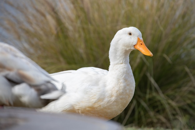 Pato blanco sobre la hierba verde durante el día