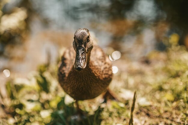 Pato. Cerrar imagen de pato pequeño en la orilla del río