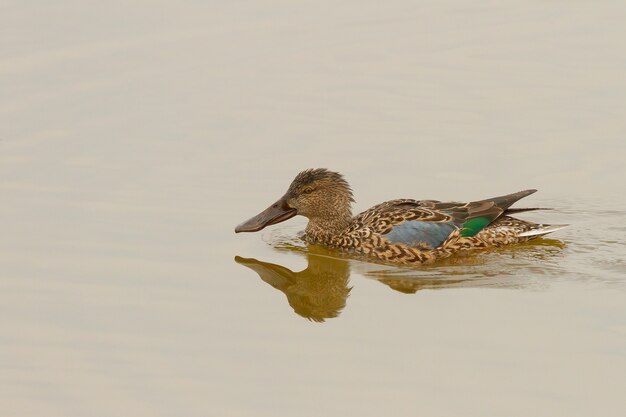 Pato cuchara hembra nadando en un lago