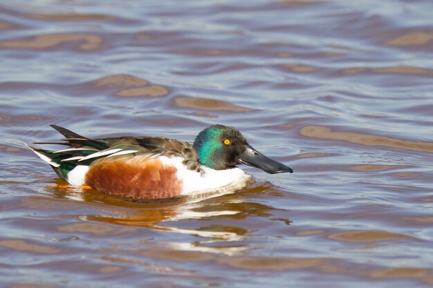 Pato cuchara macho nadando en un lago