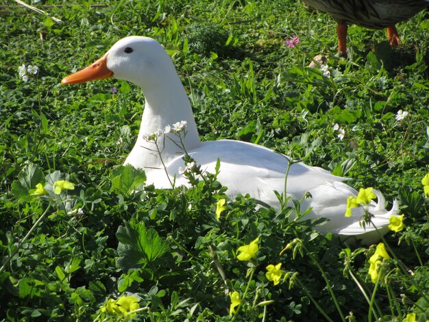 Pato doméstico blanco en un jardín durante el día