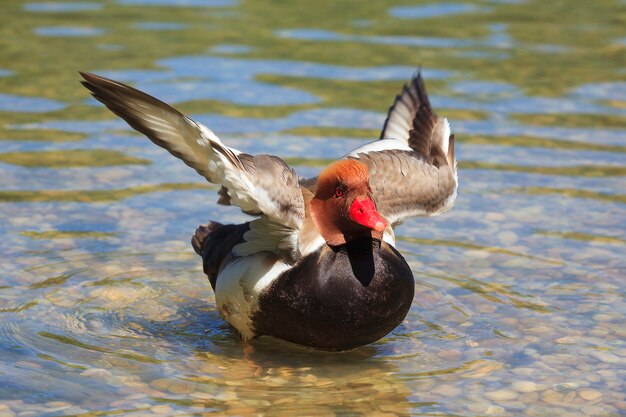 Pato en un lago moviendo alas