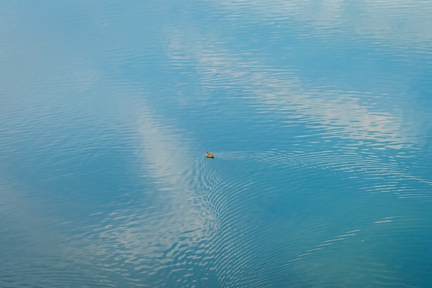 Pato en el lago.