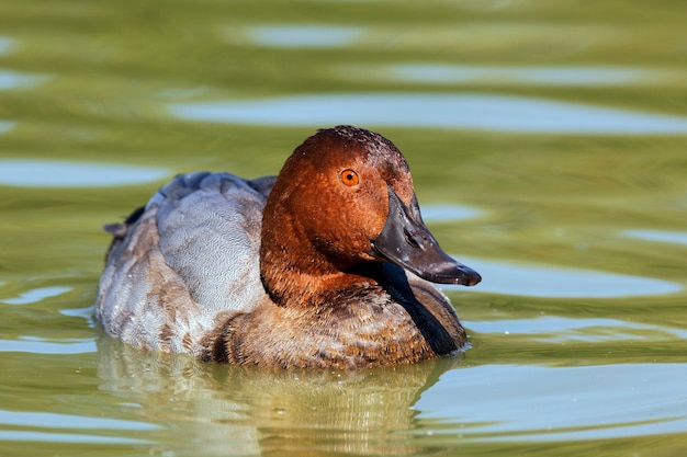 Pato en un lago