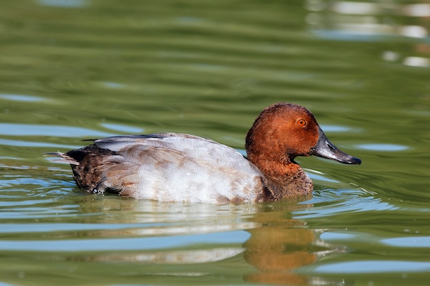 Pato en un lago