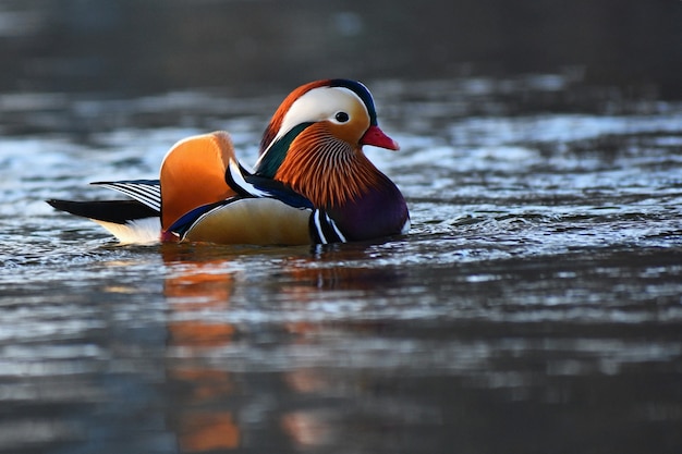 Foto gratuita un pato mandarín masculino colorido. (aix galericulata)