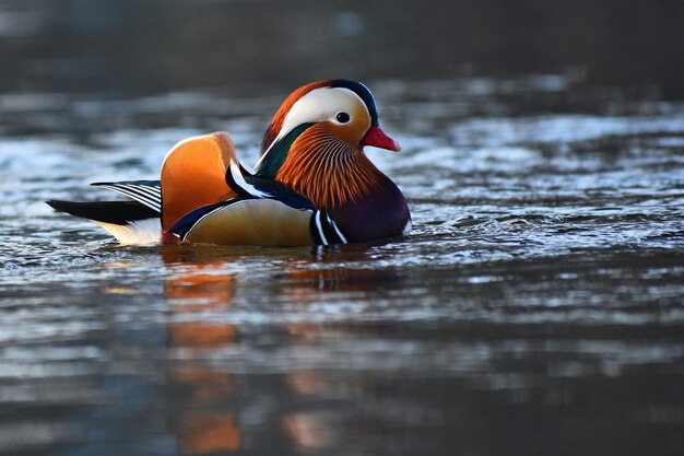 Un pato mandarín masculino colorido. (Aix galericulata)