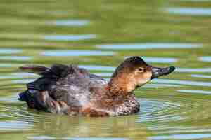 Foto gratuita pato marrón en un lago