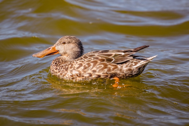 Foto gratuita pato marrón sobre el agua durante el día