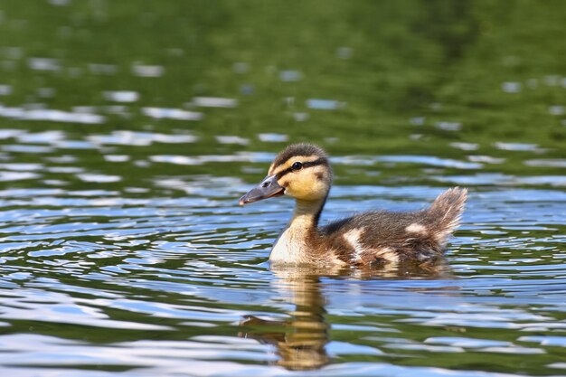 Pato nadando en un lago