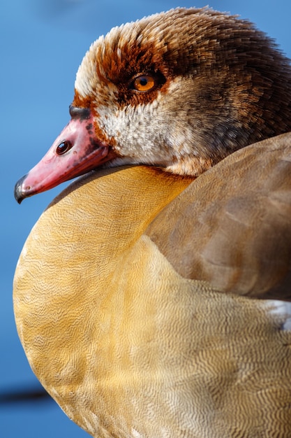 Foto gratuita pato en la naturaleza