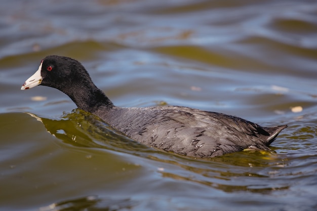 Pato negro sobre el agua durante el día.